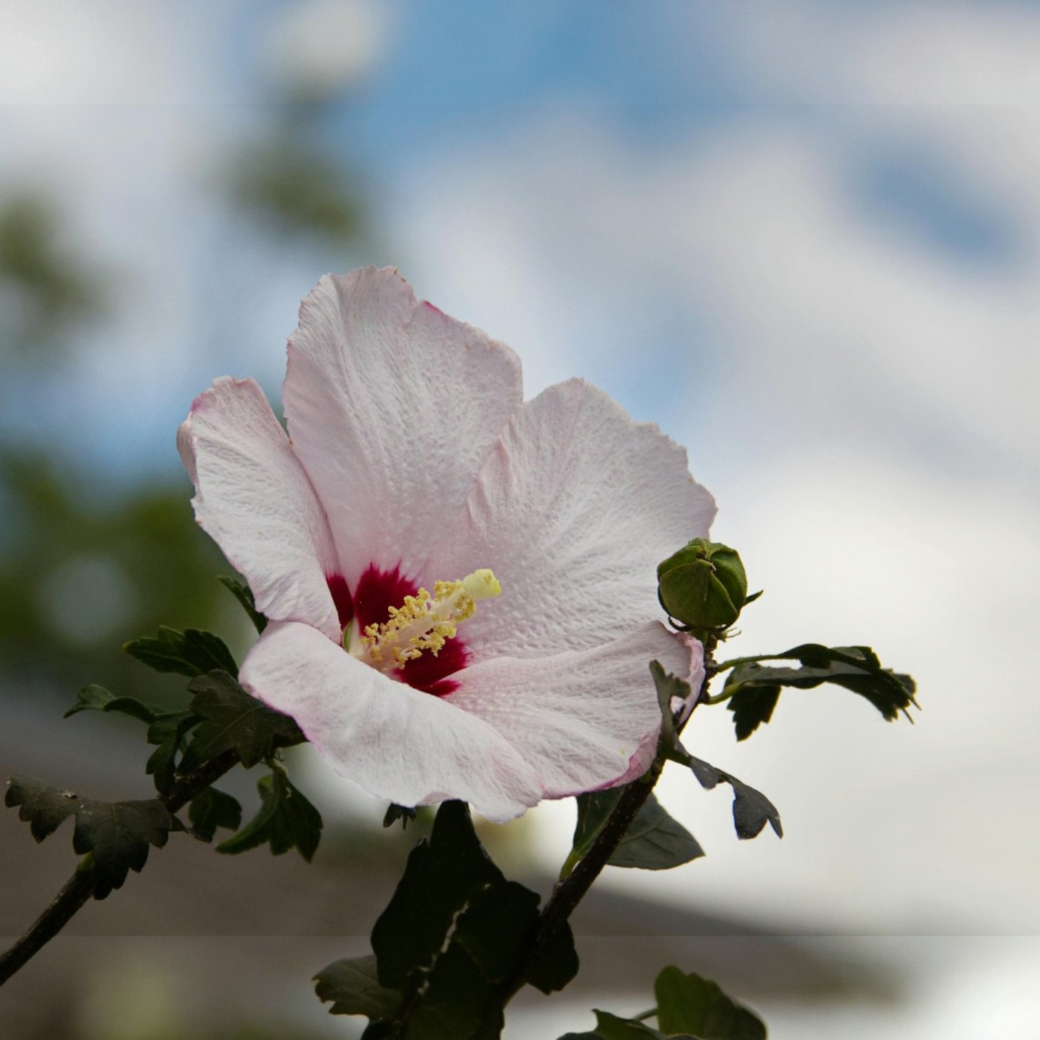 White Colour Hibiscus/Gudhal/Jasut/Joba/Jasuva Flower Live Plant for Home and Office Garden